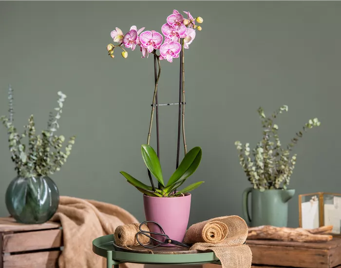 Orchideen schneiden und für gesunde Pflanzen sorgen