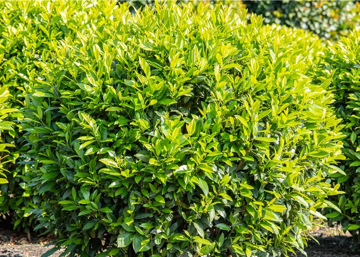 Kirschlorbeer – Der beliebte Gartenbewohner