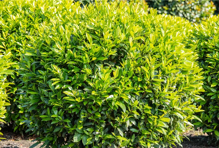 Prunus laurocerasus 'Caucasica'