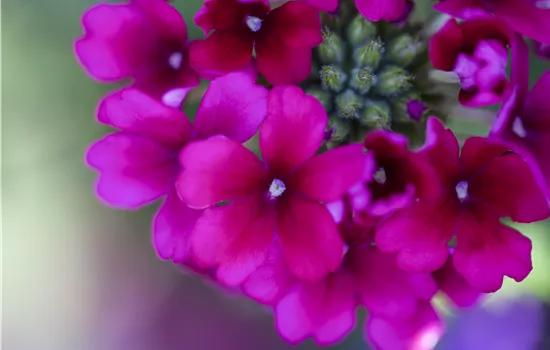 Verbena Hybride