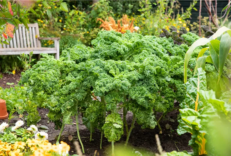 Brassica oleracea var. sabellica