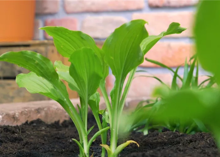 Funkie - Einpflanzen im Garten