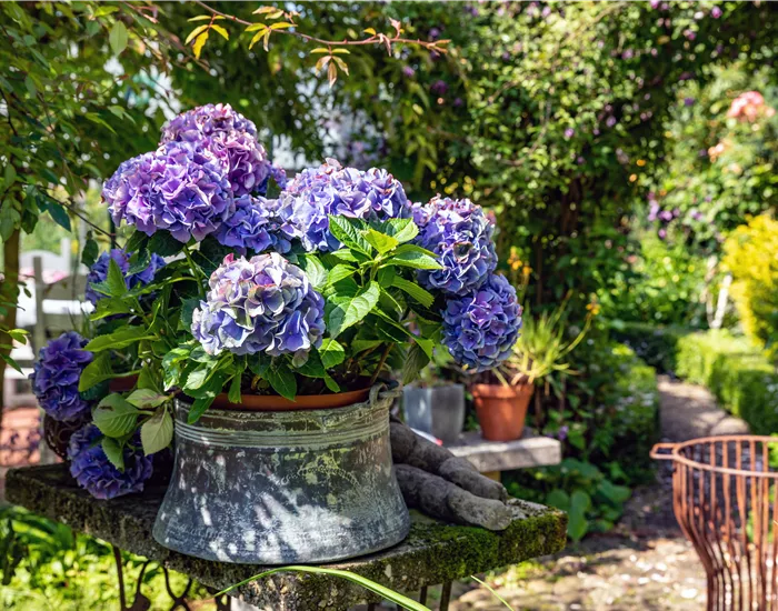 Hortensien pflanzen und pflegen leicht gemacht
