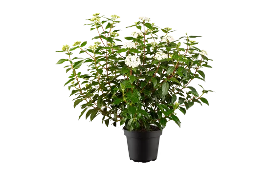 Viburnum tinus 'Eve Price'