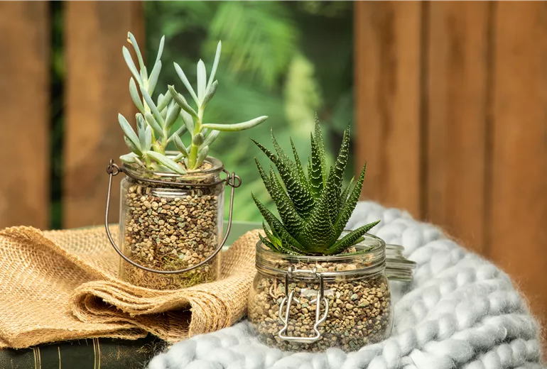 Sukkulenten in Granulat