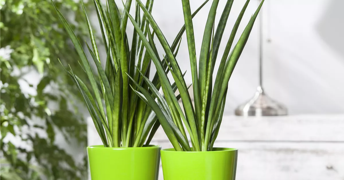 Sansevieria cylindrica - Garten-Land Wohlhter oHG