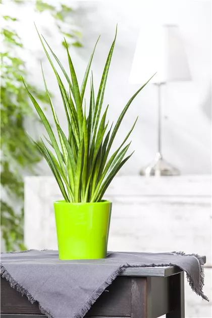 Sansevieria cylindrica - Garten-Land Wohlhter oHG