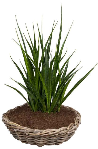 Sansevieria cylindrica - Garten-Land Wohlhter oHG
