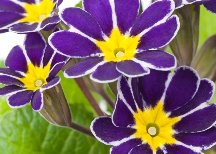 Schlüsselblume - Einpflanzen im Garten