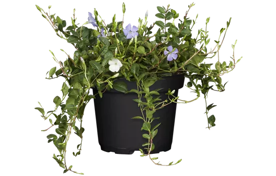 Vinca minor 'Tricolour'