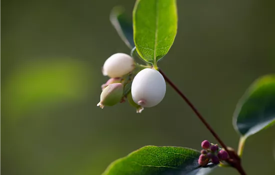 Symphoricarpos albus
