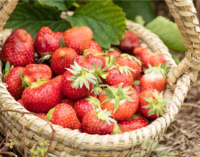 Erdbeeren pflanzen und pflegen für eine leckere Ernte