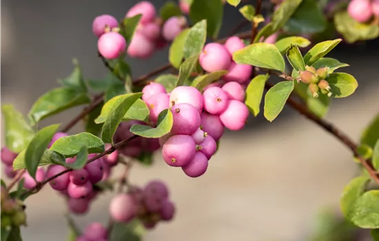 Symphoricarpos x doorenbosii 'Magic Berry'