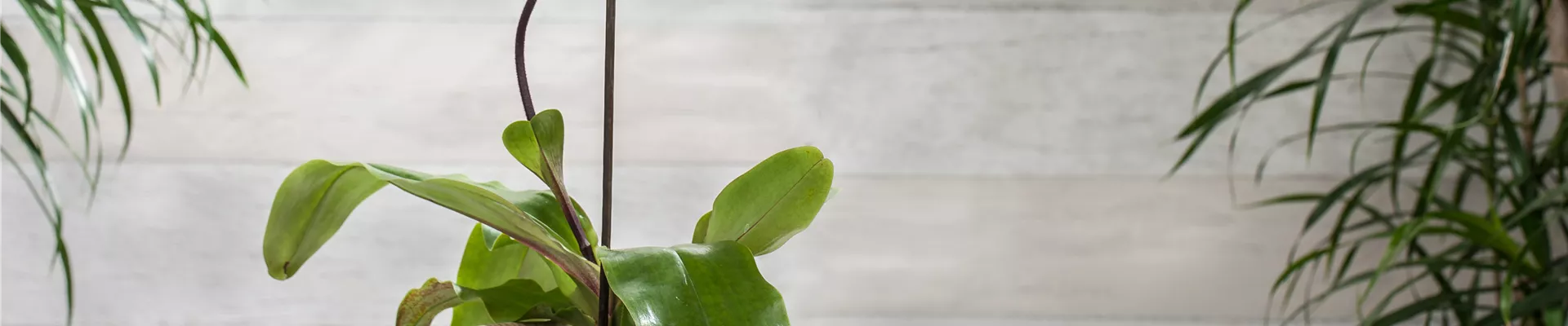 Paphiopedilum 'Pinocchio'