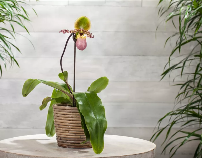 Wirksam gegen Krankheiten und Schädlinge bei Orchideen