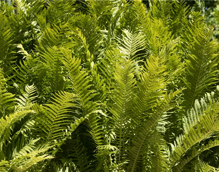 Farne im Garten als grüne Highlights im Schatten