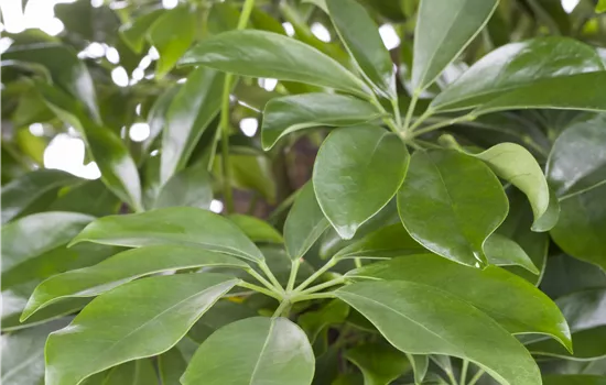 Schefflera arboricola