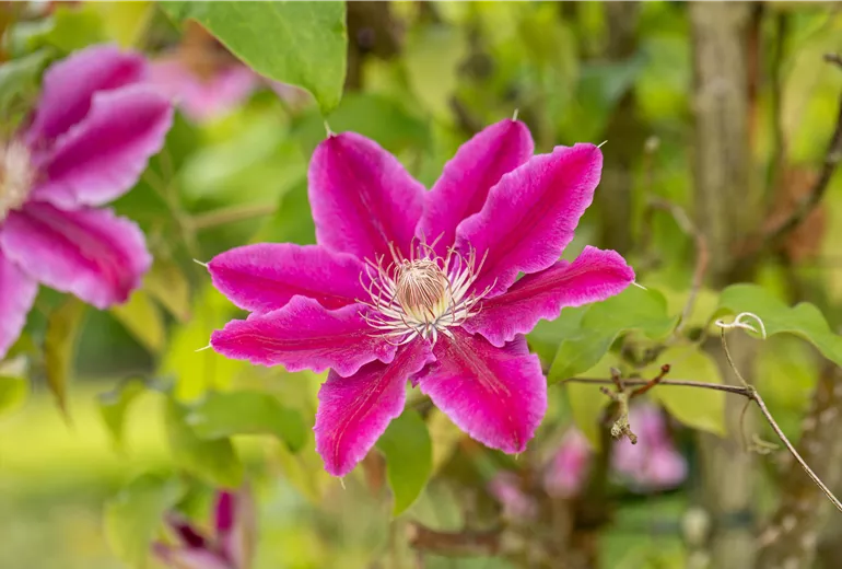 Clematis 'Dr. Ruppel'