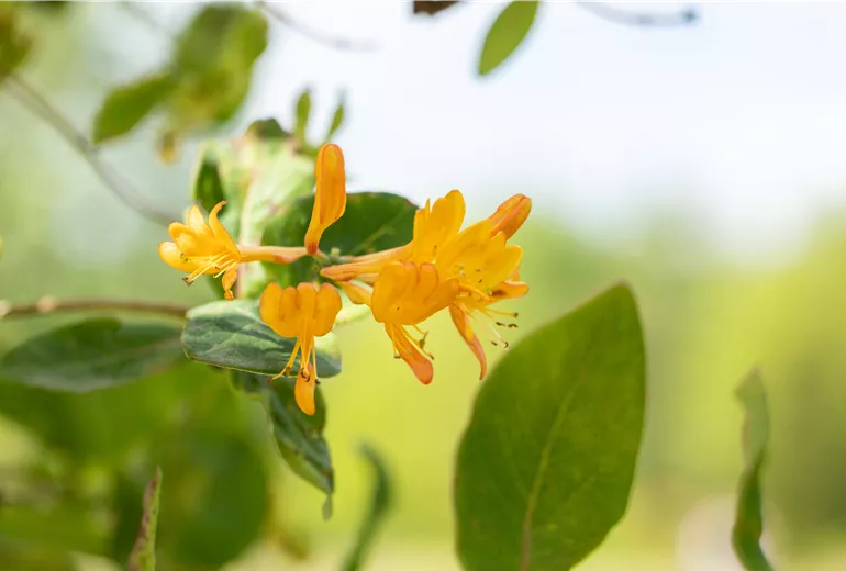 Lonicera tellmanniana