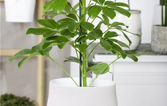 Schefflera arboricola 'Nora'