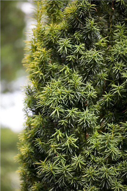 Taxus baccata - Garten-Land Wohlhter oHG