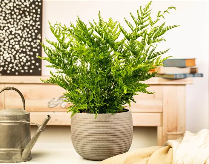 Zimmerpflanzen kaufen und Leben ins Haus holen