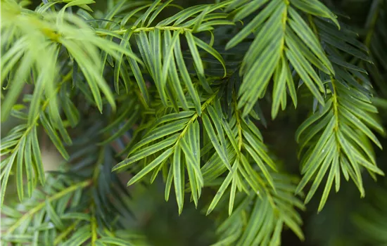 Taxus baccata 'Aurea'