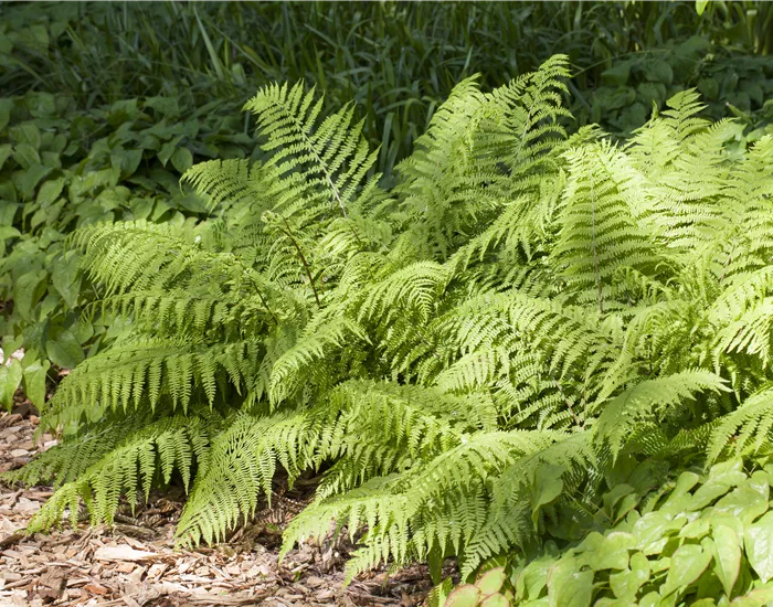 Farne pflanzen und sattes Grün in den Schatten bringen
