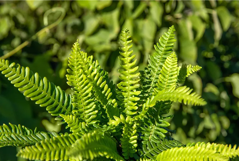 Blechnum spicant