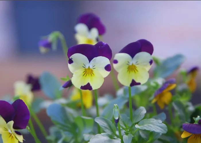 Wildes Stiefmütterchen - Einpflanzen im Garten 
