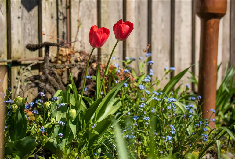 Blumenbeet mit Tulpen