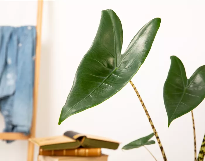 Zimmerpflanzen pflegen für die Gesundheit der Mitbewohner