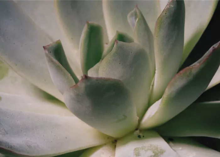 Zimmerpflanzenportrait - Echeveria