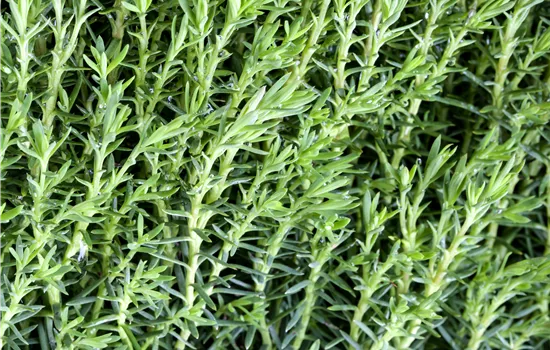 Thuja occidentalis 'Teddy'