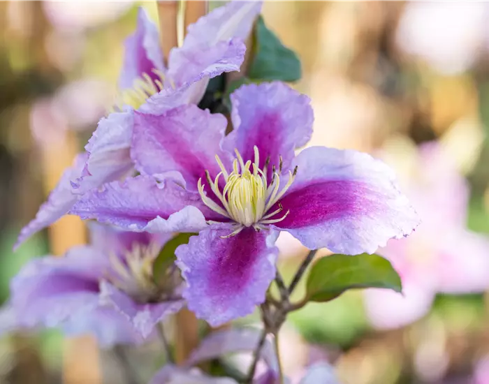 Gartengestaltung mit Kletterpflanzen – So wird’s märchenhaft