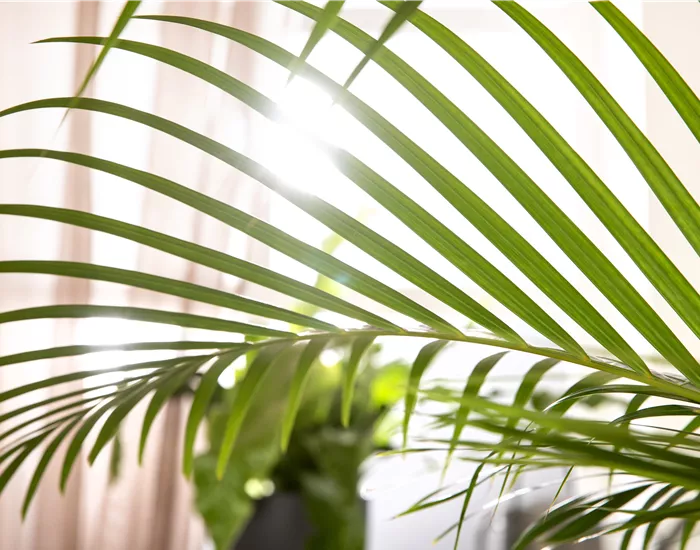 Zimmerpflanzen schneiden – Ist das wirklich notwendig?