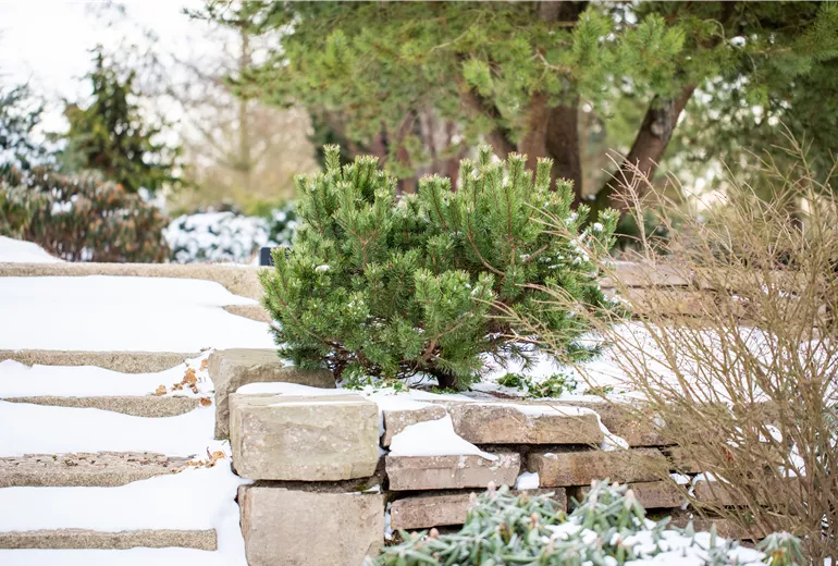 Winter - Kiefer im Schnee