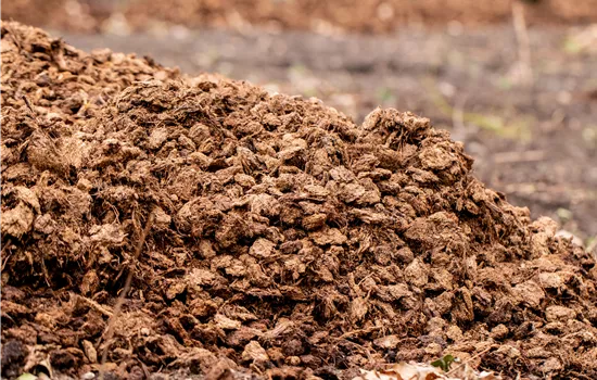 Mulchen leicht gemacht – mit unseren 10 Tipps