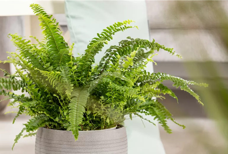 Nephrolepis exaltata