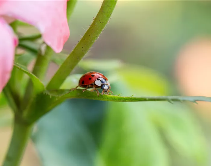 Nützlinge im Garten – Diese Kandidaten sollten gefördert werden