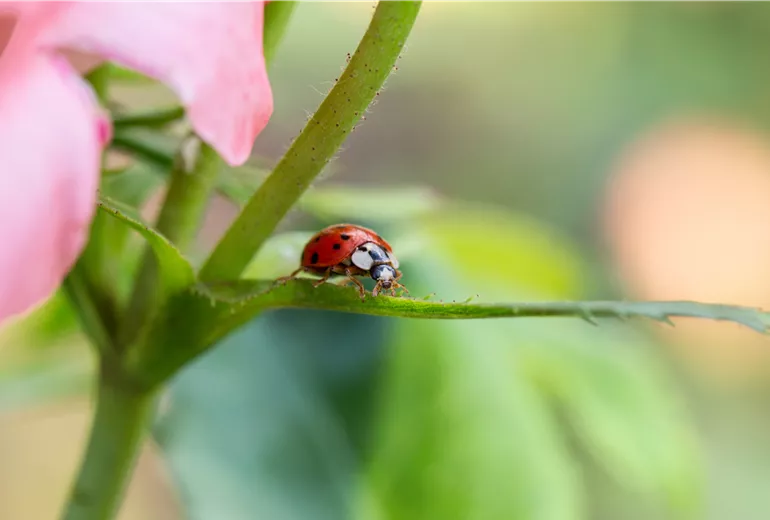 Marienkäfer auf einer Rose