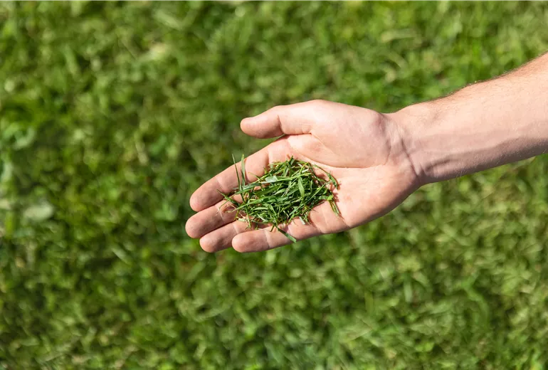 Gartenarbeit - gemähtes Gras