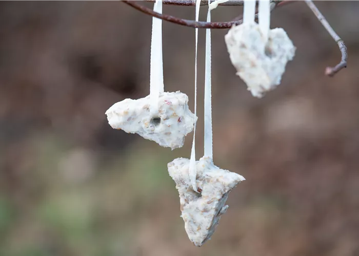 Vogelfutter für hungrige Piepmätze selber machen