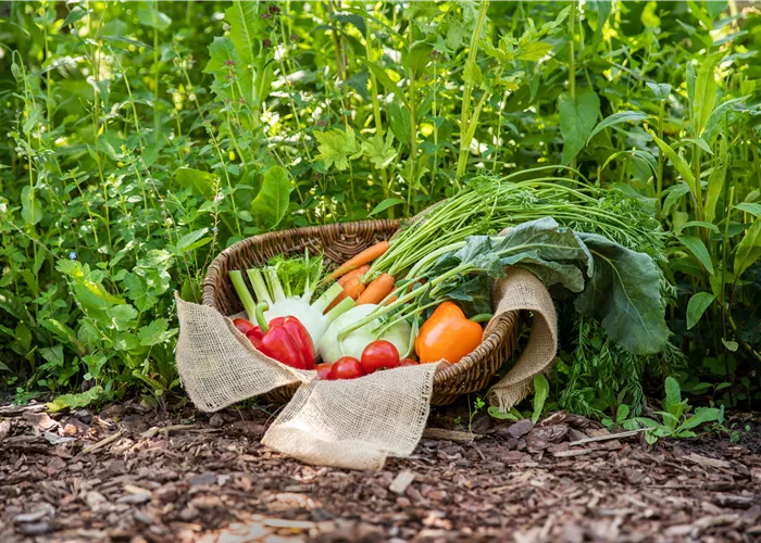 Ein Saisonkalender für Gemüse – Was ist wann verfügbar?