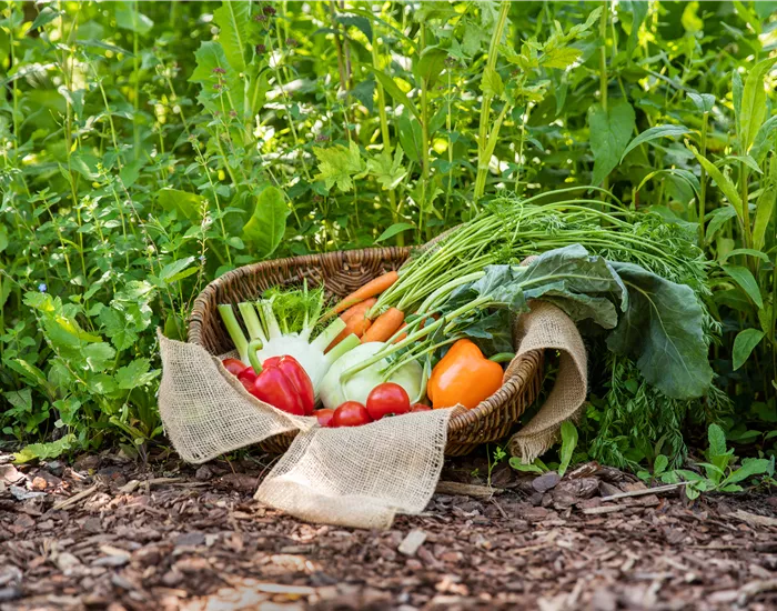 Ein Saisonkalender für Gemüse – Was ist wann verfügbar?