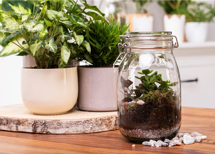 Flaschengarten: Ein Miniaturparadies im Glas