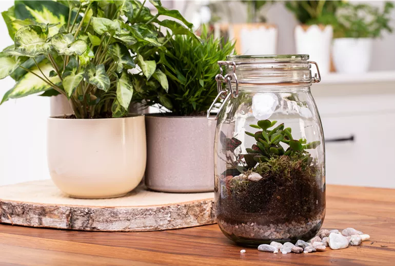 DIY: Biotop im Glas