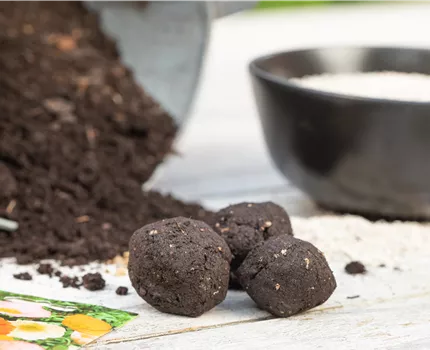 Samenbomben – blühende Überraschungen im Garten