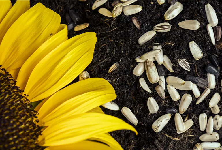 Sonnenblumensamen auf Erde