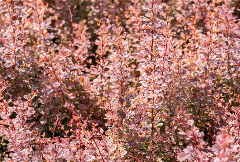 Berberis thunbergii 'Rose Glow'